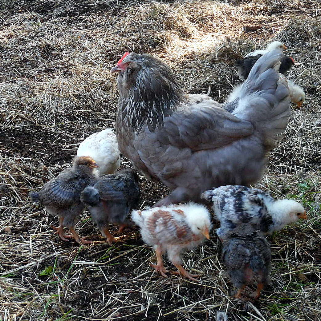 Honsmamma med sina kycklingar