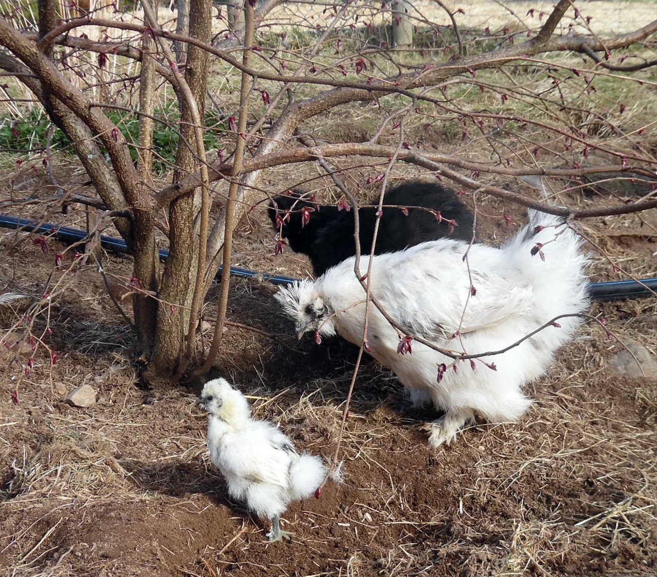 Silkeshonsmamma med sina kycklingar